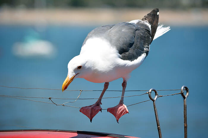 Bird keeping its balance on a thread